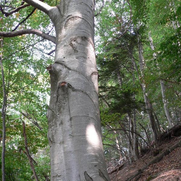 La particularité du tronc de hêtre.