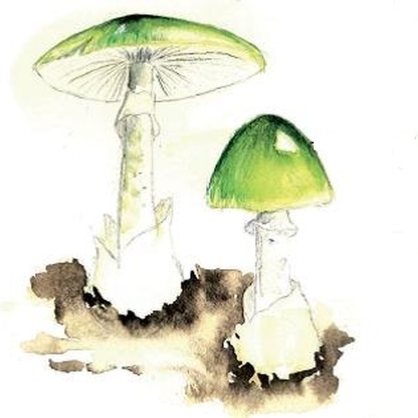 Amanita phalloides