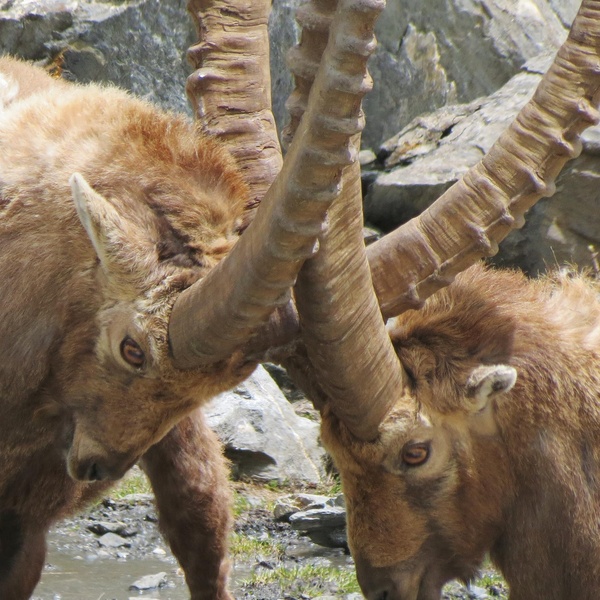 Conflit pour le territoire
