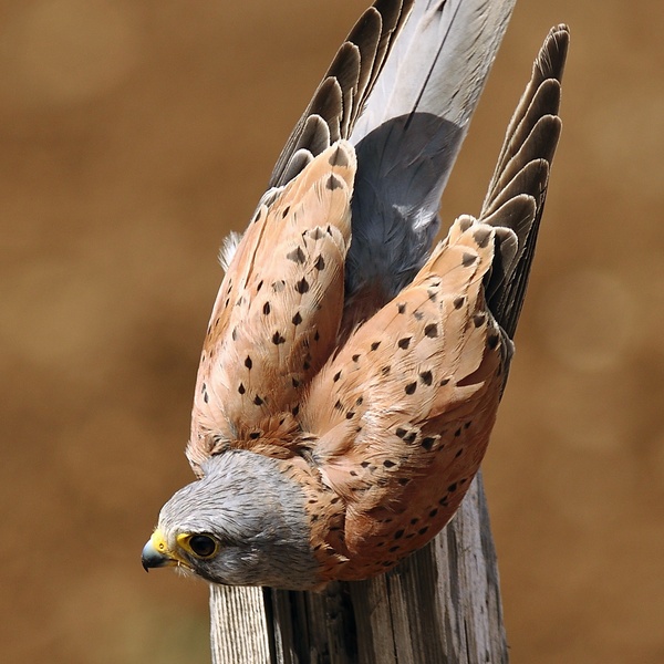 Gheppio maschio \u002D Foto Giuseppe Roux Poignant