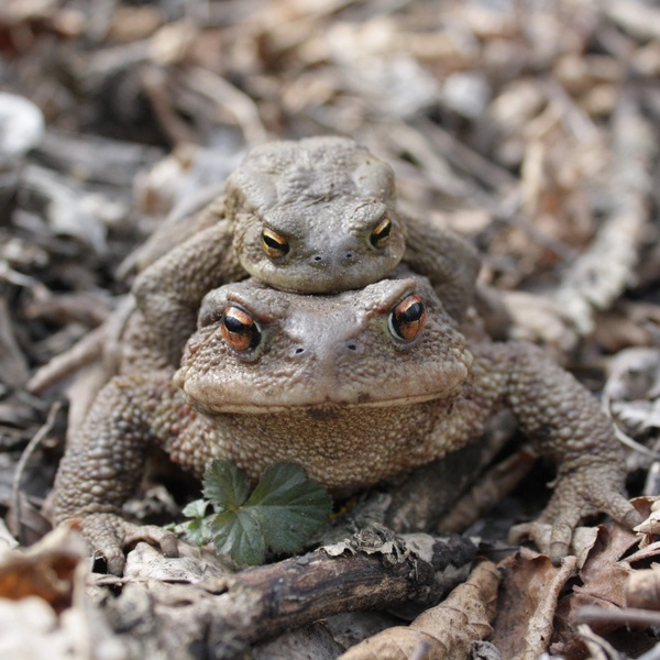 Due rospi in fase di accoppiamento.