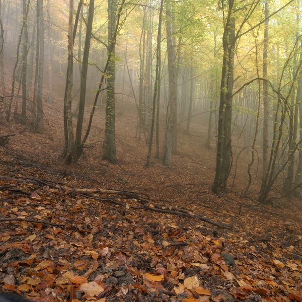 La veduta di una faggeta