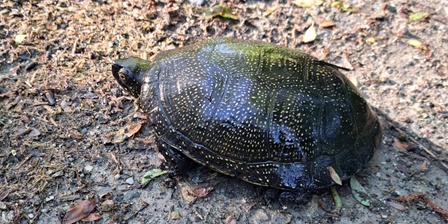 Un individuo di Emys orbicularis osservato nella Palude dei Mareschi l\u00278 maggio 2025.
