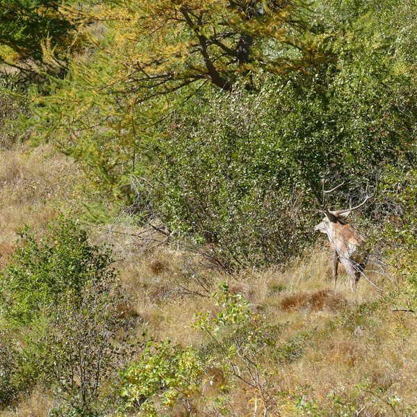 Un cervo e una cerva pascolano in un prato riparato dall\u0027alneto.