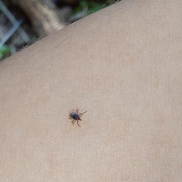 Zecca in azione
