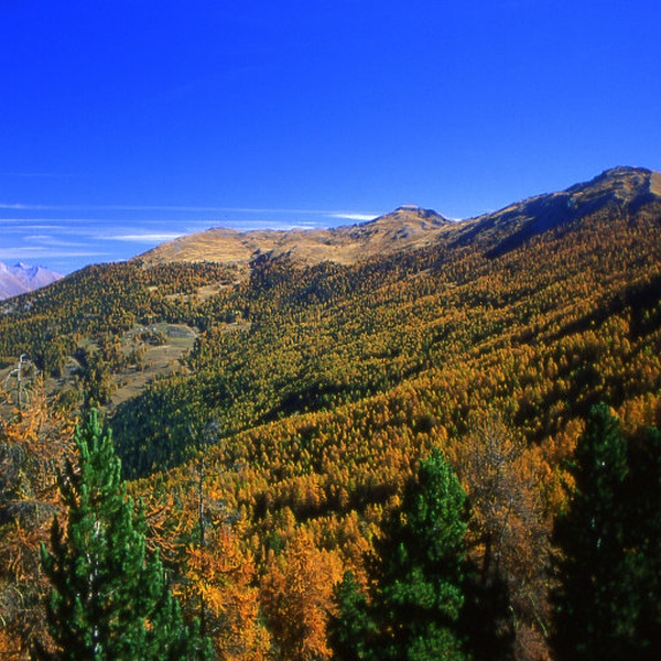 Automne dans la Grande Forêt _ photo de Giuseppe Roux Poignant