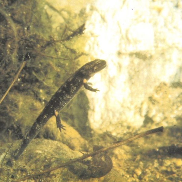 Larva di Salamandra al termine della metamorfosi