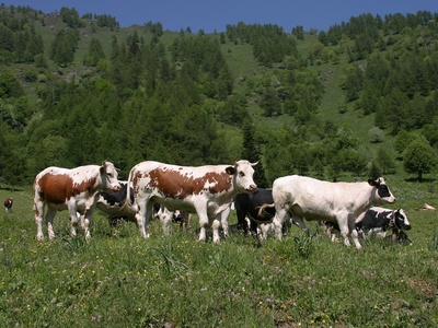 Vaches au pâturage