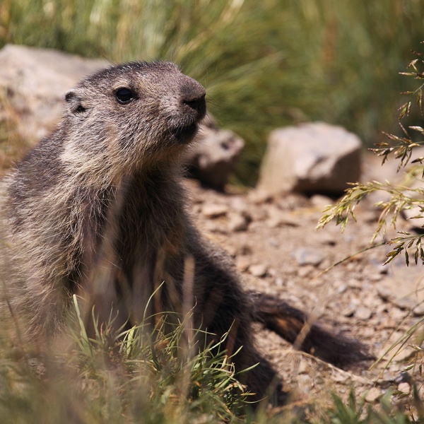 Une marmotte de près