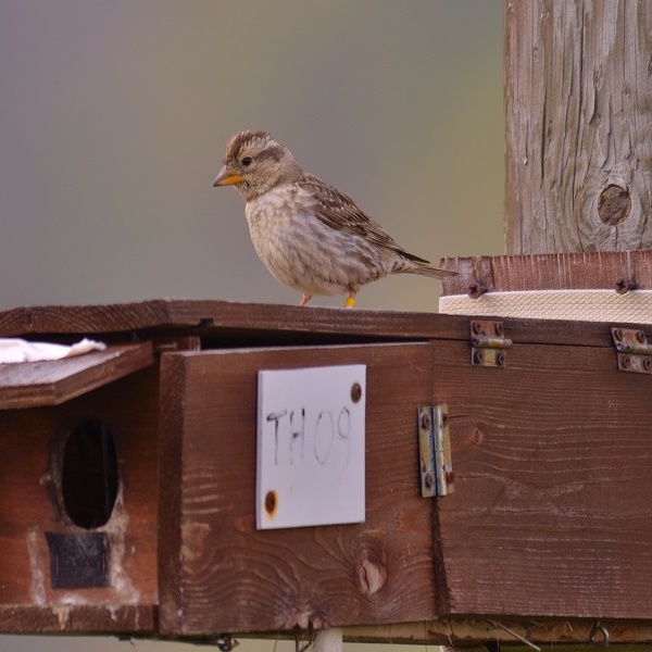 Pass the picture to Damiano Corrado