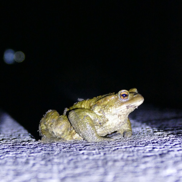 Un rospo attraversa via Grignetto. Senza la chiusura della strada avrebbe rischiato di essere schiacciato dai pneumatici di un\u0027automobile.