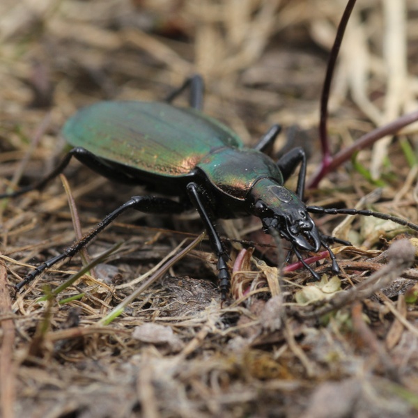 Un esemplare di Carabo delle Alpi Cozie