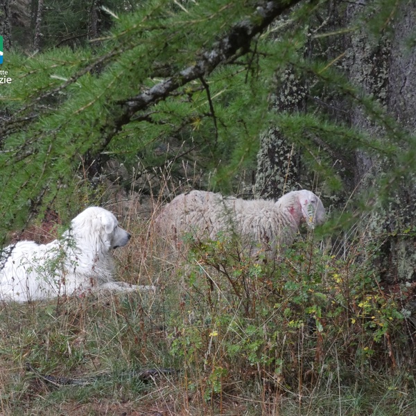 The sheep and the guard dog captured by the park rangers after the predation attempt.