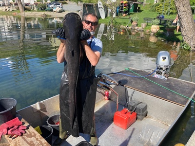 Un échantillon de poisson\u002Dchat capturé en mai 2024 lors d\u0027une session de pêche scientifique.
