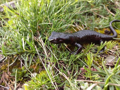 Salamandra di Lanza