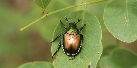 Individuo adulto di Popillia japonica