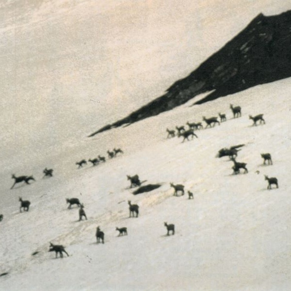 Branco di camosci con i piccoli