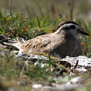Una sosta per il Piviere tortolino nel Parco naturale Gran Bosco di Salbertrand