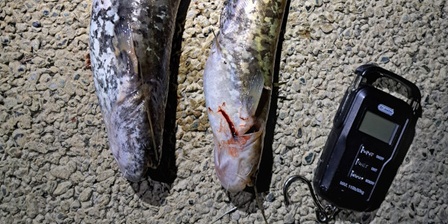I due esemplari di pesce siluro pescati sabato 4 luglio.