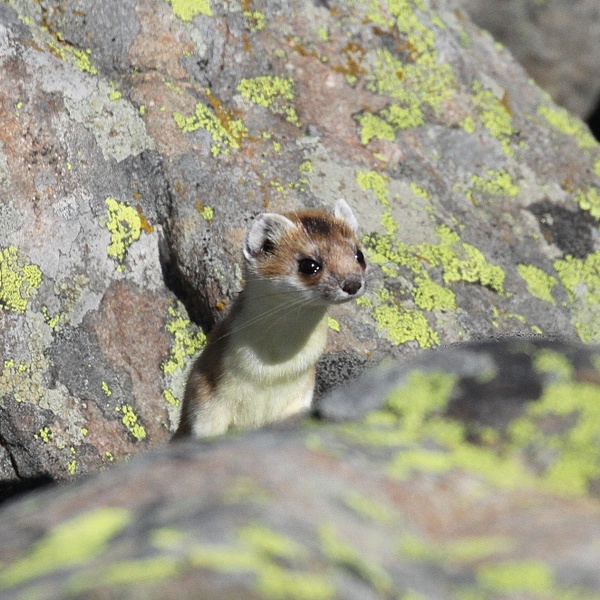 La tipica curiosità dell\u0027ermellino.