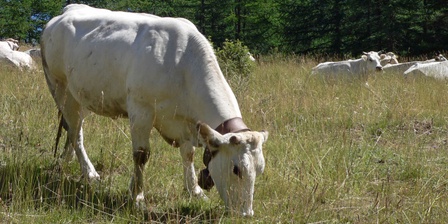 Una mucca al pascolo presso l\u0027Alpe Randuin, nel Parco Naturale del Gran Bosco di Salbertrand.