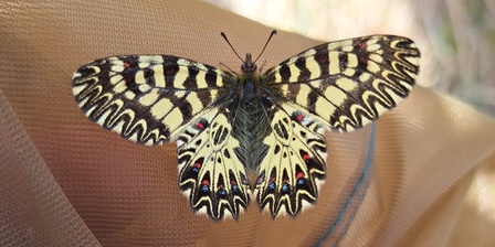 Monitoraggio di Zerynthia polyxena