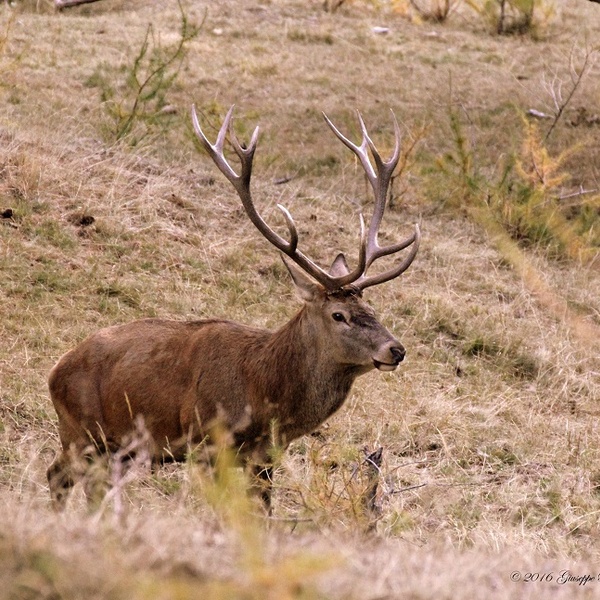 Je recherche un mâle