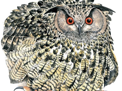 Un\u0027illustrazione che raffigura il gufo reale