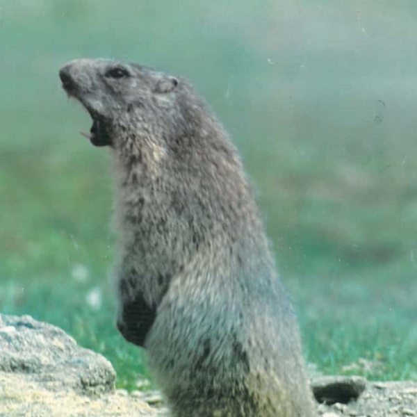 Marmotta (marmota marmota)