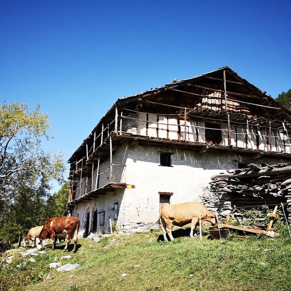 Baite a allevamento a Laval