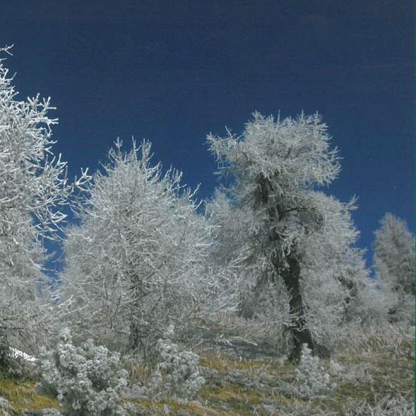 Glace sur les mélèzes