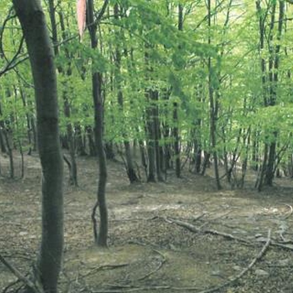 Forêt de hêtres