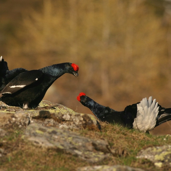 L\u0027image d\u0027un lek sans neige.