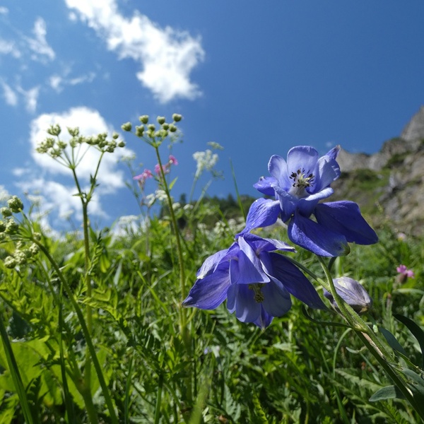 Aquilegia alpina