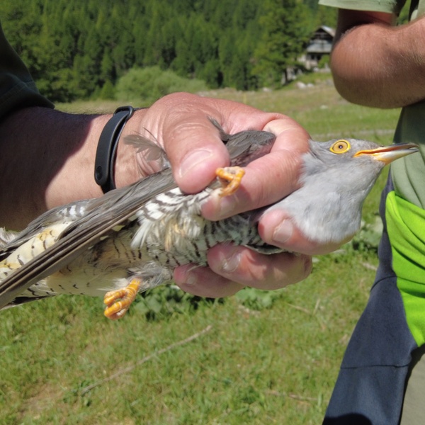 In pochi minuti il cuculo, dotato di anellino di riconoscimento, è pronto per essere liberato.