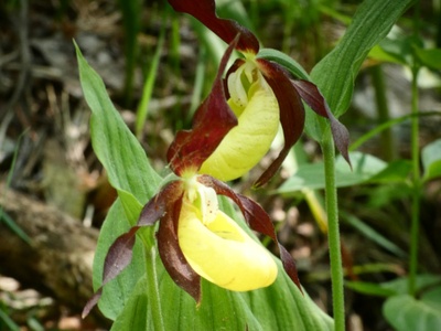 Il particolare di una scarpetta di Venere