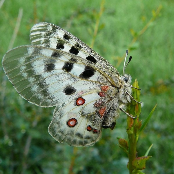 Farfalla Parnassius apollo