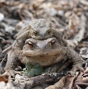 \u003Canoften\u003EToads\u003C/anoften\u003E