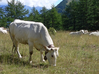 Une vache paissant près de l\u0027Alpe Randuin, dans le Parc Naturel du Grand Bois de Salbertrand.