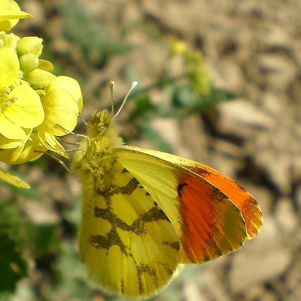Un esemplare di Anthocharis euphenoides.