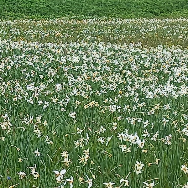 Straordinaria fioritura di narcisi.