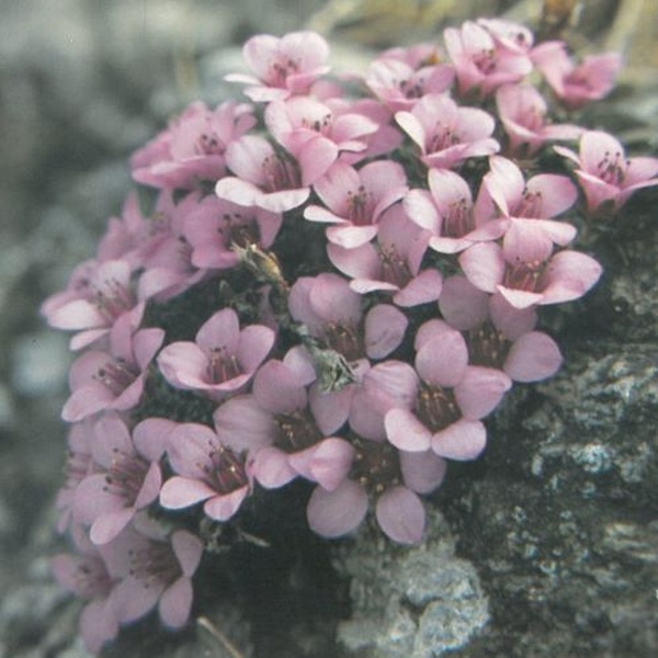 Sassifraga a foglie opposte (Saxifraga oppositifolia)