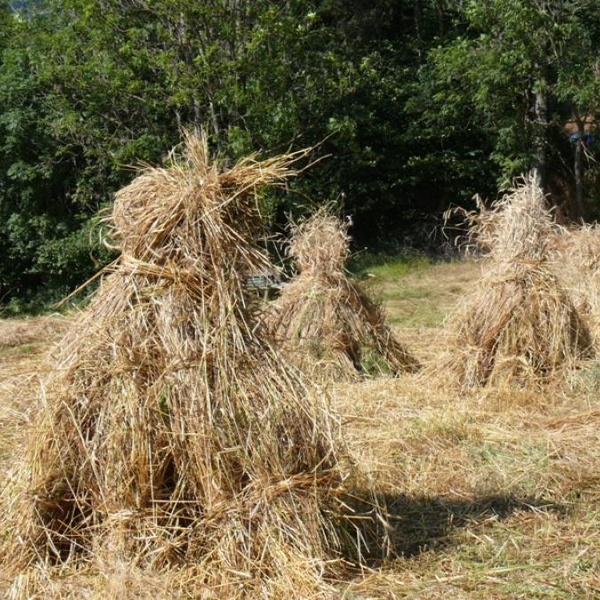 Covoni di segale a Oulx