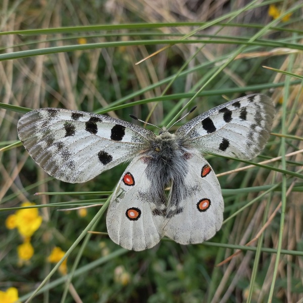 Uno splendido esemplare di Apollo.