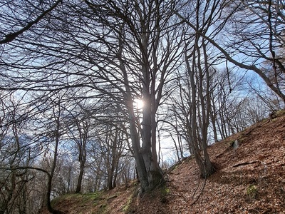 Ceduo di faggio invecchiato a Ben Munè \u002D Val Sangone\u000D\u000AParco naturale Orsiera Rocciavrè