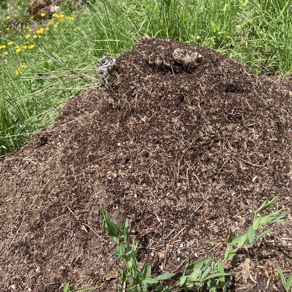 Veduta d\u0027insieme di un nido di formica rufa.