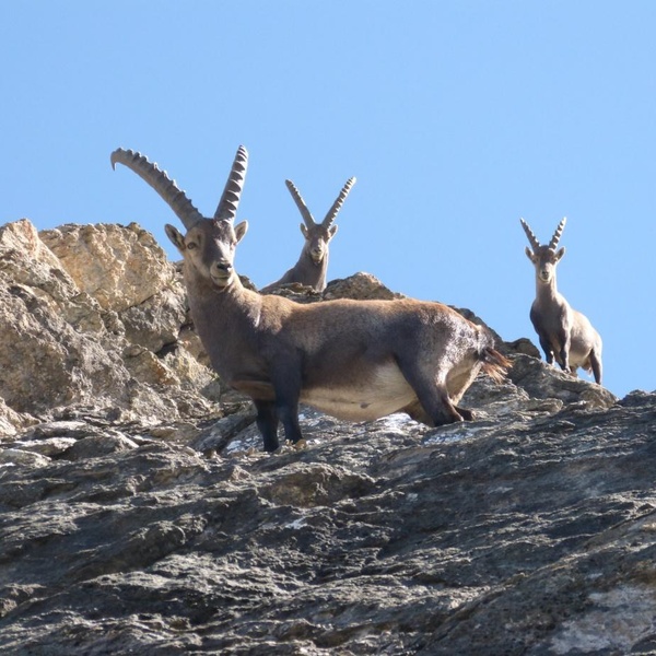 Un groupe de bouquetins mâles