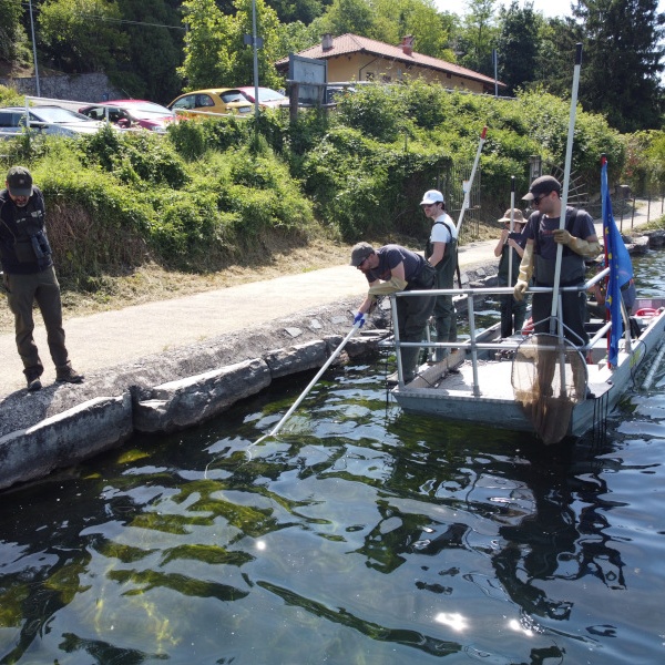 Una fase della pesca scientifica al pesce siluro nel Lago Grande di Avigliana.