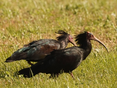 Ibis eremita dans le pré à Malpasso