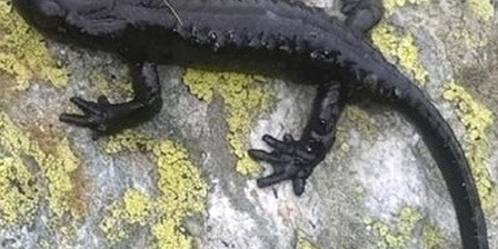 Citizen science: AAA salamandra lanzai cercasi